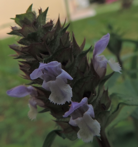 Prunella vulgaris (lamiaceae)